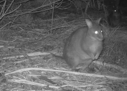 southern brown bandicoot